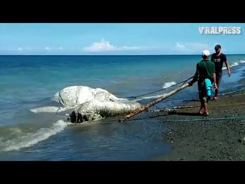 ფილიპინებზე ზღვამ უცნაური გიგანტური არსება გამორიყა - საზოგადოება აღშფოთებულია