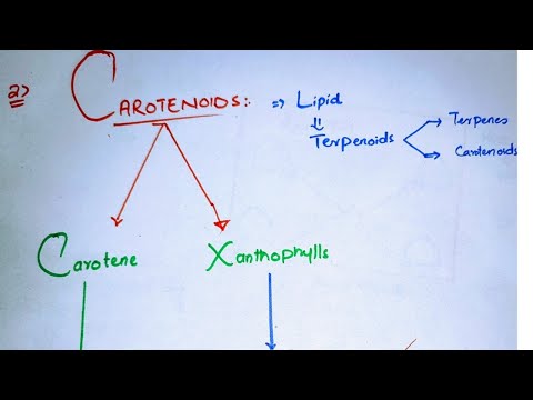 Carotenoids class 11|Types of carotenoids|Carotenes and Xanthophyll|Photosynthetic pigments class 11