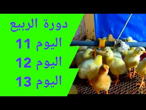 تربية الدواجن في بطاريات بالأعشاب للمبتدئين بطاريات تسمين الدواجن