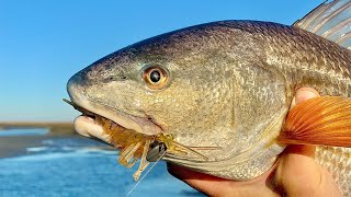 WINTER REDFISH: Best Tides, Spots, & Lures
