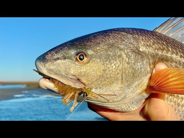 WINTER REDFISH: Best Tides, Spots, & Lures 