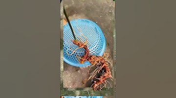 🍀👍 2 củ sâm chuẩn gen rừng kontum, Trọng lượng 240gr, Dài 55cm da sâm đỏ au mắt rõ cực đẹp.