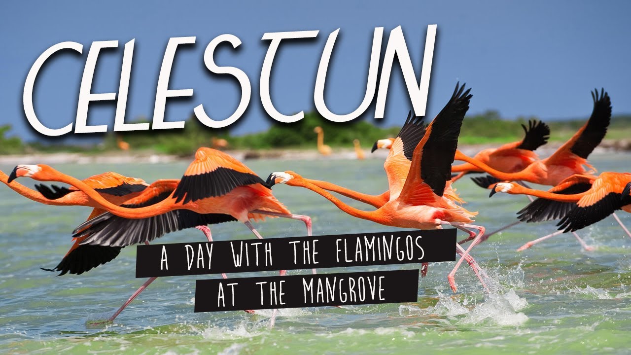 La Biosphère de Ría Celestún | Une journée dans les mangroves avec les flamants-roses