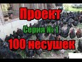 Проект 100 несушек 18+! Пропойка цыплят!! Вывод цыплят! Вес цыплят при рождении! Доминант Д959 Д104