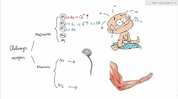 Thuốc cường phó giao cảm