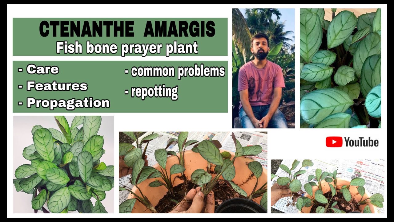 all about FISH BONE CALATHEA PLANT|prayer plant|care-propagation in ...