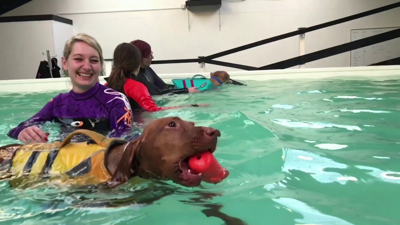 Hydrotherapy completely K9 with the dogs YouTube