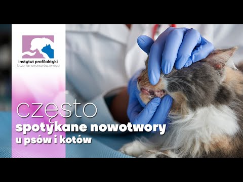 Wideo: Nowotwory Gruczołów Dokrewnych U Kotów