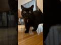 ソファーの下からまん丸な目でのんびり出てくる黒猫