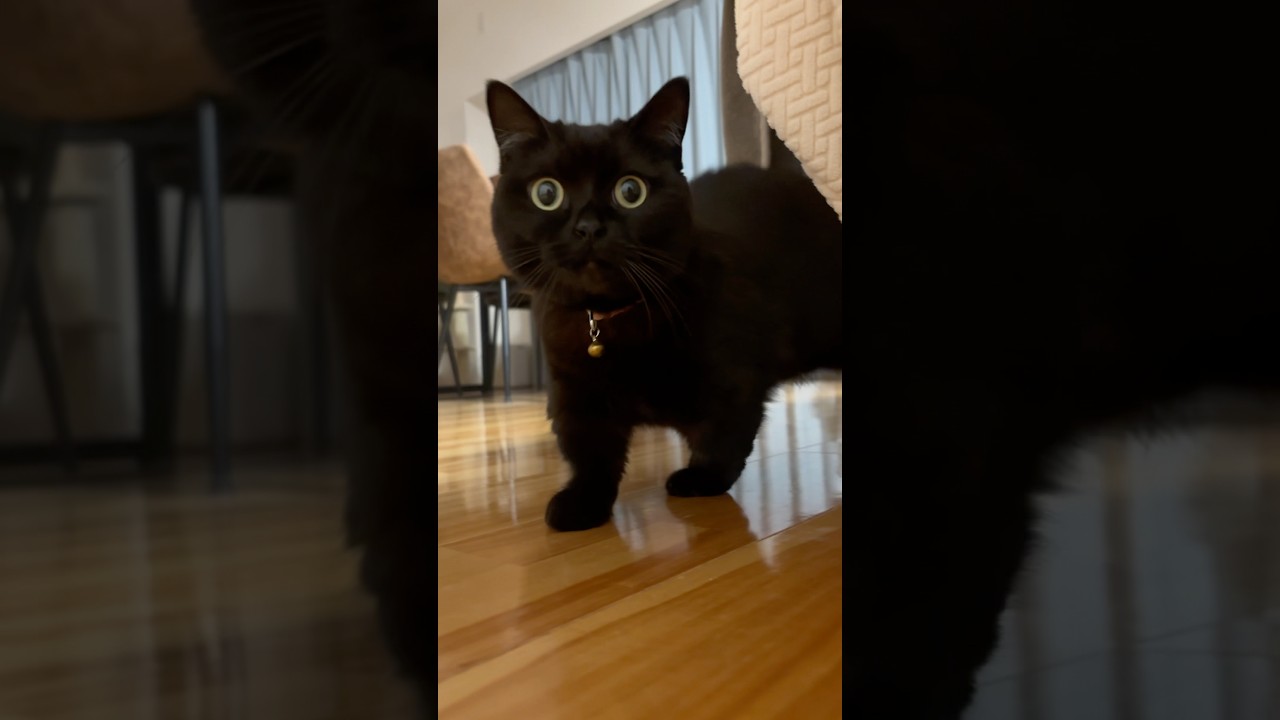 ソファーの下からまん丸な目でのんびり出てくる黒猫