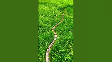 Love this girl! 🐍💕 #retic #reticulatedpython #snake #reptiles #nature