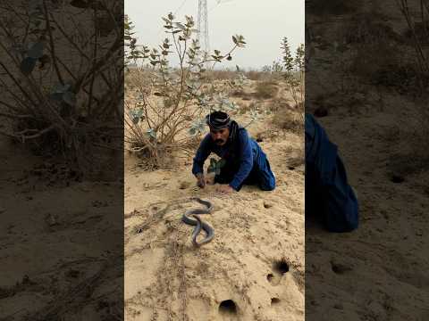 rakistan ka khatarnak saanp king Cobra