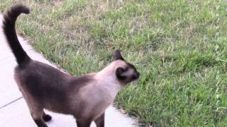 Счастливый сиамский кот Басё :) Счастливый сиамский кот Басё :)