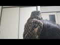 頭の上で寛ぐフクロウ