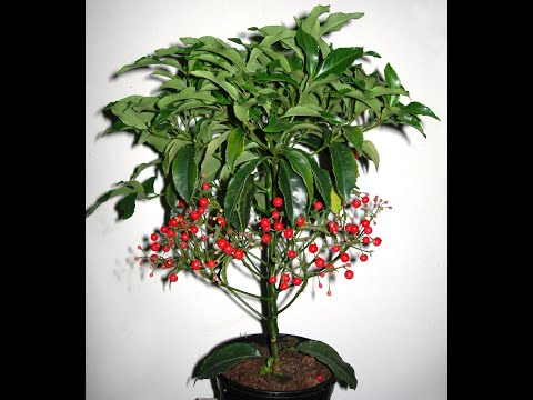 Video: Información de la planta de Ardisia japonesa - Consejos sobre el cultivo de plantas de Ardisia japonesa