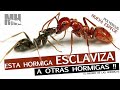 Hormigas ESCLAVIZANDO Hormigas !  Habías visto esto ? Polyergus