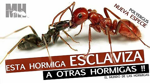 ¿Tienen esclavos las hormigas?