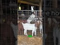 Weird Animals Acting Stranger Than Ever! 🤯 You Won't Believe It! #shorts