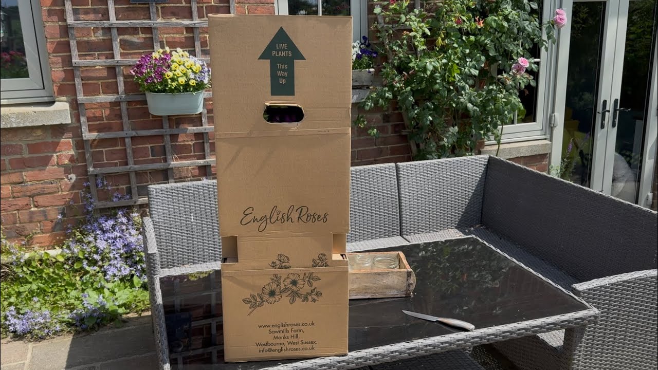 Adorable Parfuma | Carmen Wurth rose from the Parfuma Collection | Unboxing | Kordes Roses