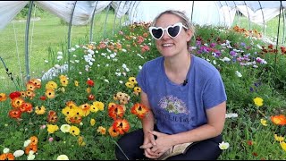 How I REALLY Feel About My Hoophouse : Enrollment for Dave's Course is Open NOW : Flower Hill Farm