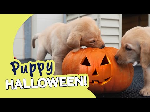 Pumpkin Puppies at Halloween! | Guide Dogs Puppy Cam