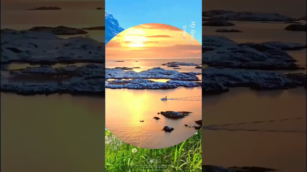 My Rose 我的玫瑰 by Peter B. Helland 