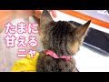 【お父ちゃんの手の温もりが忘れられない。】@taipi 【切り抜き】