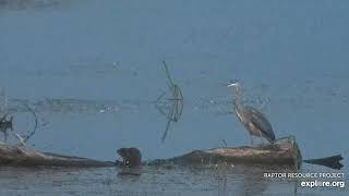 Mississippi River Flyway Cam. A Muskrat and a GBH - explore.org 06-17-2021