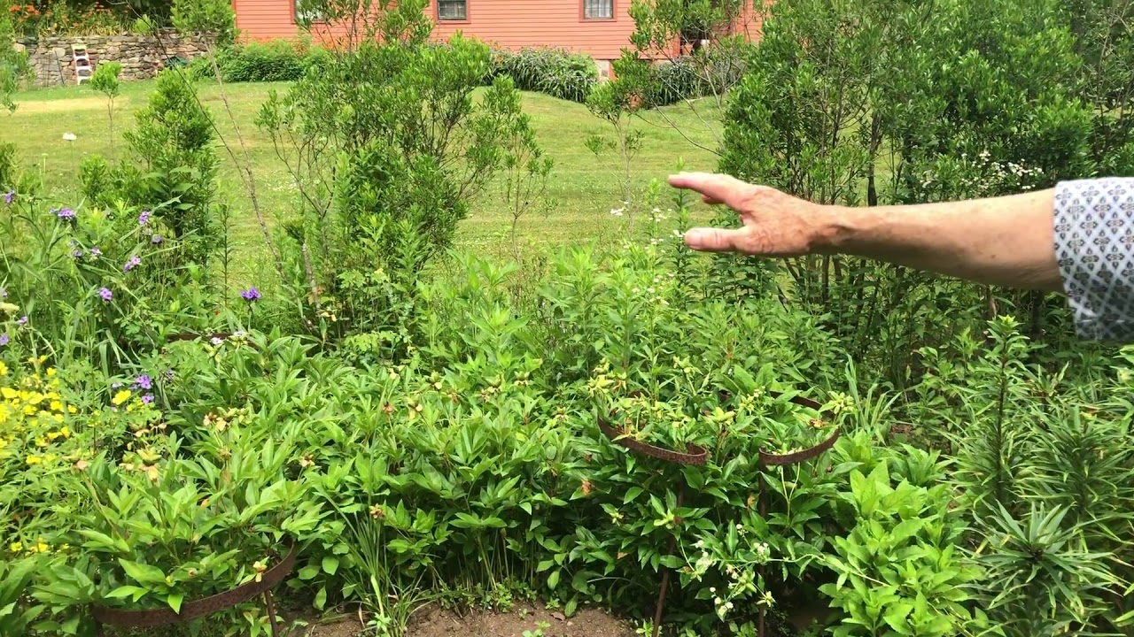 Jekyll Garden Tour June 27, 2020