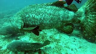 Scuba diving Jupiter Dive Center and Narcosis Dive Center Florida 9-2-22