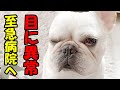 目に異常、突然開かなくなったので病院へ【フレンチブルドッグ frenchbulldog】