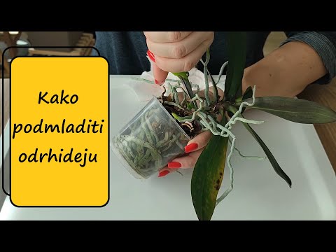 Video: Informacije o Cattleya orhideji - Kako uzgajati Cattleya orhideje