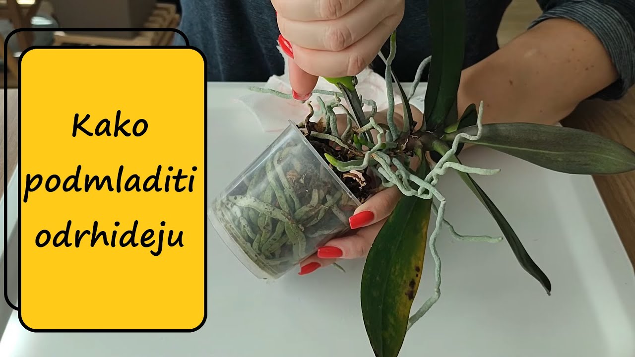 Kako podmladiti orhideju?!