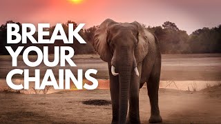 Unleashing Potential: Breaking Mental Barriers | The Elephant Camp Story-inspirational video