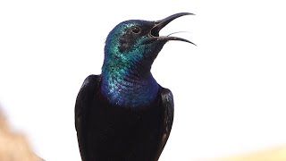 Male sunbird singing for mate  || purple sunbird call