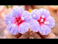 Most Beautiful Making New Stylish Pipe Cleaner Flower / Cleaner Pie Flower for Table Decoration