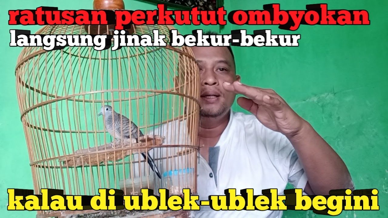 DI UBLEK-UBLEK BEGINI PERKUTUT LOKAL OMBYOKAN LANGSUNG JINAK