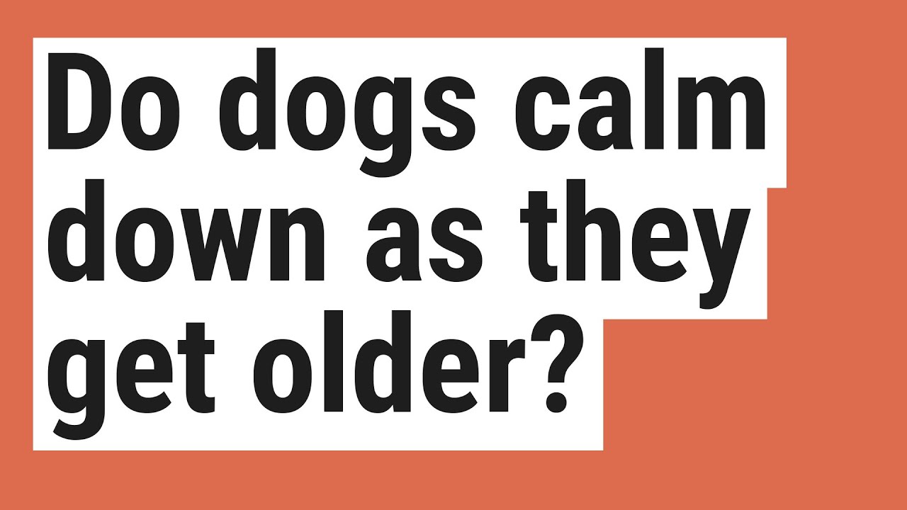Do Dogs Calm Down When They Get Older