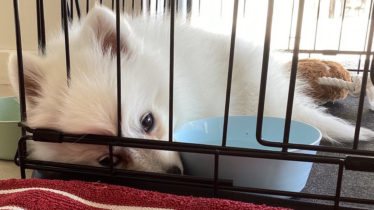 Our new puppy Tofu! Cute dogs/animals TOFU PUPPY YouTube