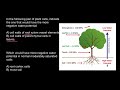 Water Potential Dynamics in Plant Cells and Their Role in Water Movement