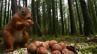 Red Squirrels caching hazelnuts on the Isle of Bute