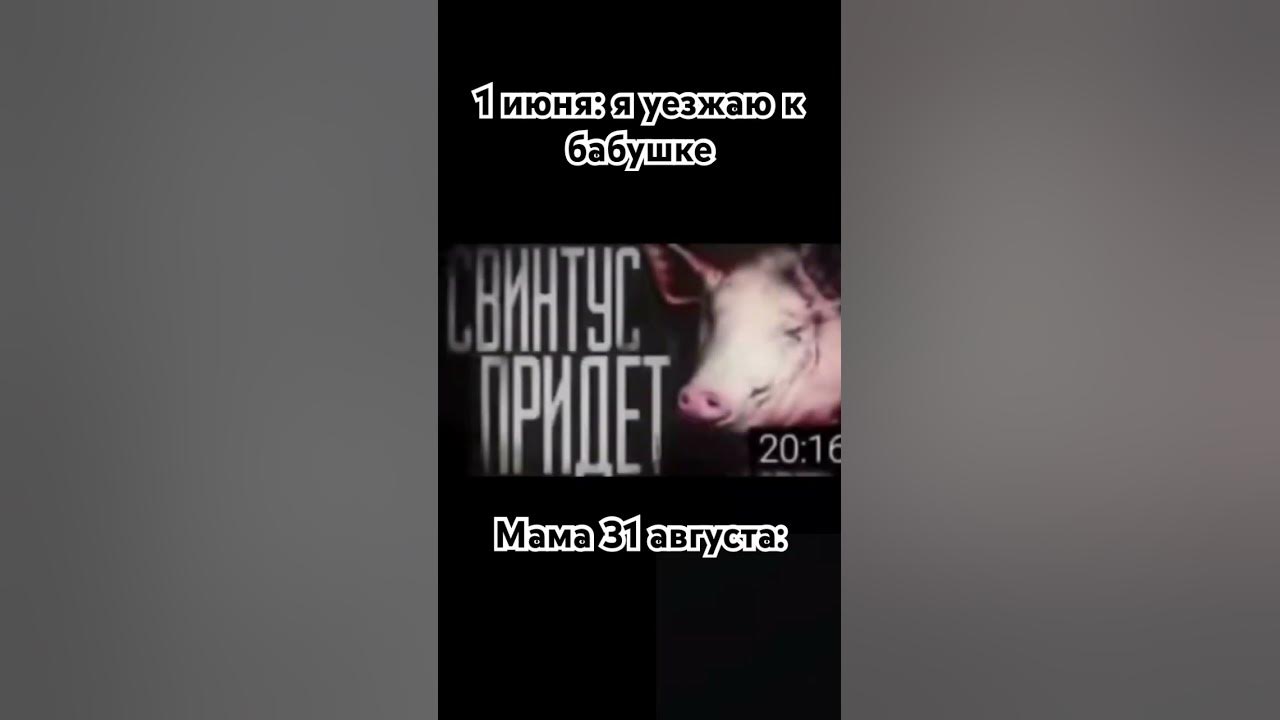 Свинтус придёт - YouTube