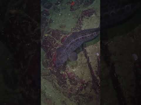 Wolf Eels Are So Cool #WolfEel #VancouverIsland #ScubaDiving