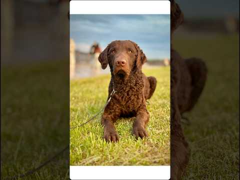 Кёрли ❤️ #curly#CURLYCOATED RETRIEVER#BALINOR BAND FLINT