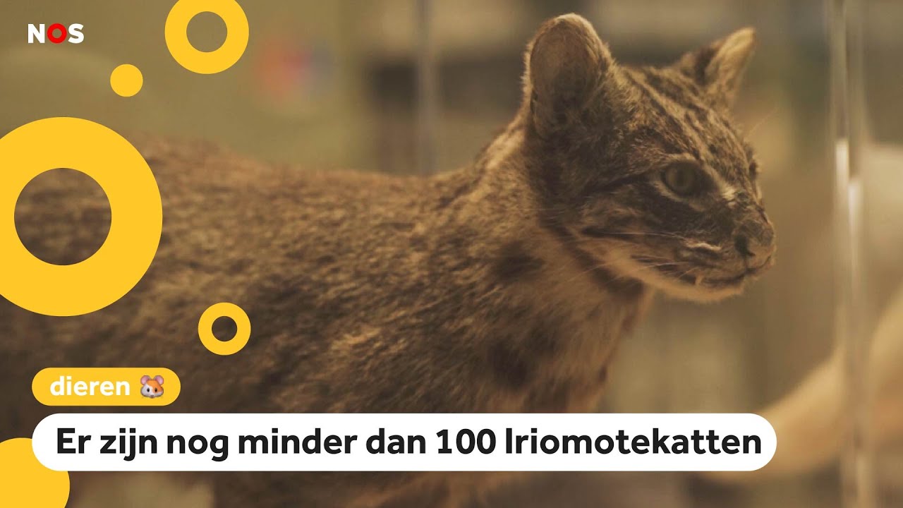 Kinderen in Japan leren over bijna uitgestorven kat: 'Ze springen de weg over'