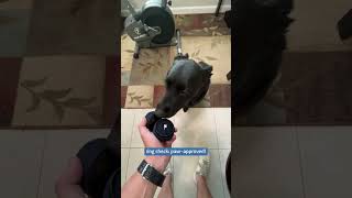 Before she says yes… paw first!