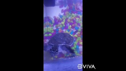 Indian flap shell turtle