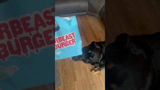 Dog Tries Mr. Beast Burger!!  #mrbeast #mrbeastburger #rescuedog