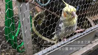 狭い所を上手にわたるセキセイインコ　神奈川県厚木市 ぼうさいの丘公園　口コミ