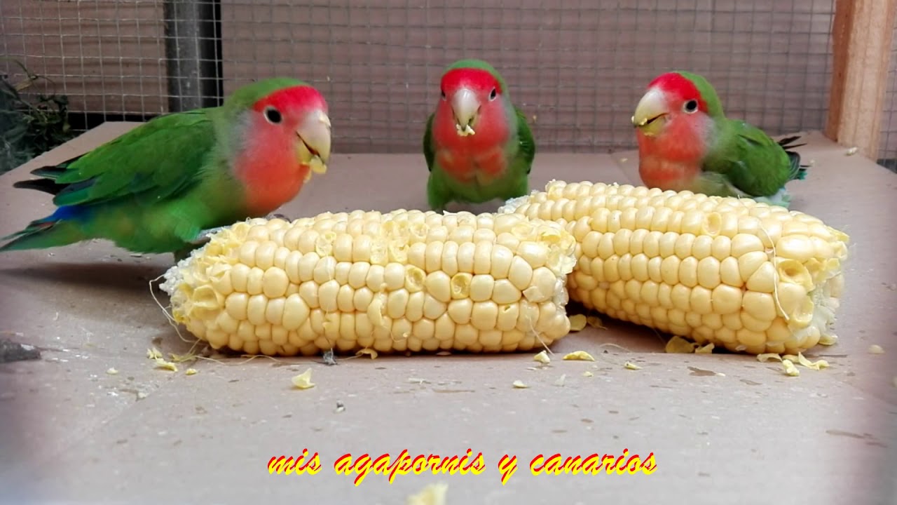 Agapornis (lovebirds, inseparables) comiendo choclo - YouTube
